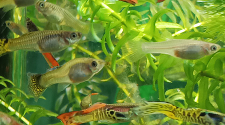 mélange de folies !