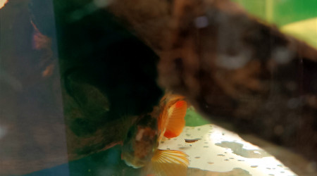 Les volutes fluos d'esha Hexamita