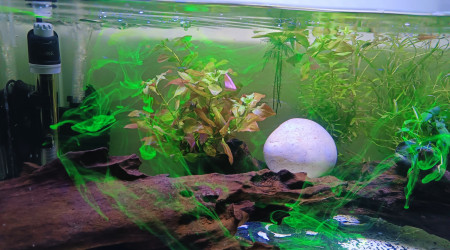 Les volutes fluos d'esha Hexamita