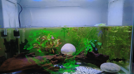 Les volutes fluos d'esha Hexamita