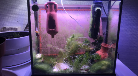 aquarium Aquarium 10 litres