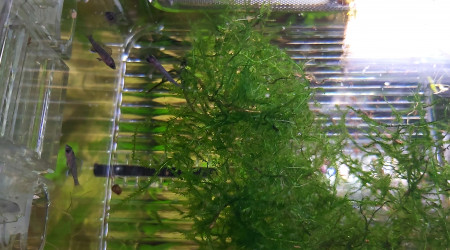 Cichlidés tanganyika planté