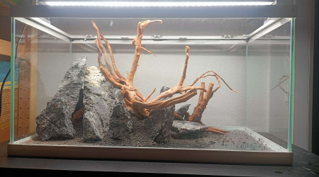 Hardscape + plantation