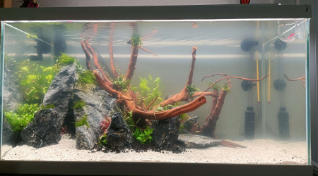 Hardscape + plantation