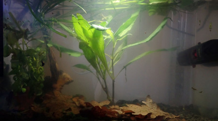 aquarium Bac 3