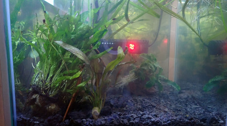 plantations + planorbes et aselles