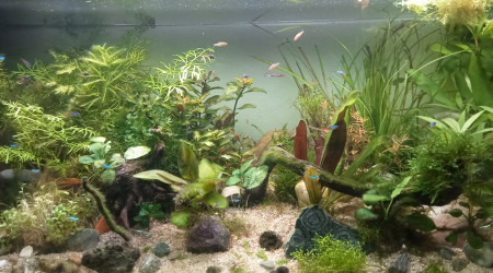 Bataille contre les cyanos