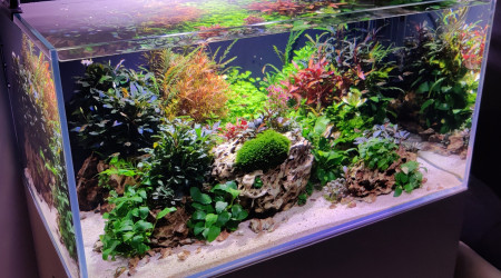 aquarium Bac planté