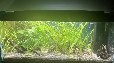 aquarium BAC 100L