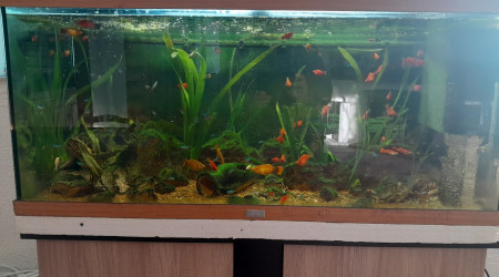 aquarium Aquarium de 200l