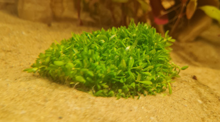 Nouvelles arrivantes