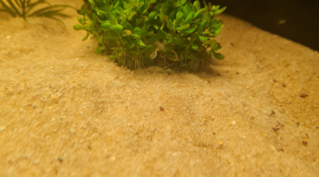 Nouvelles arrivantes