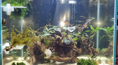 aquarium Aquarium kubus 54 l