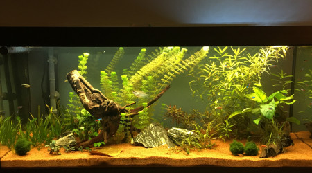 Aquarium Marie 3 mois après mise en eau