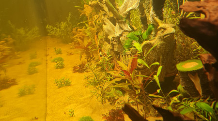 Satisfait du substrat