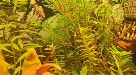 Satisfait du substrat