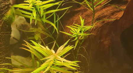 Satisfait du substrat