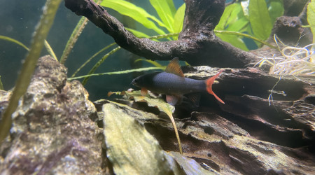 Epalzeo Bicolor / Labeo