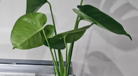 Monstera deliciosa