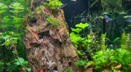 aquarium Cascade dans la jungle