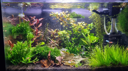 aquarium Aquarium 38 l