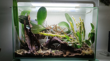 aquarium Home 60- orchidarium