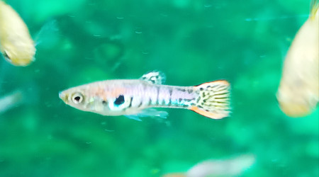 idem mais plus jeune