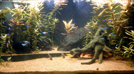 aquarium Pans de Travassac