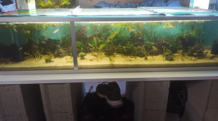 aquarium Aquarium communautaire endler corydoras crevettes