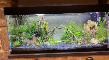 240l : LA  GUERRE DES...Algues