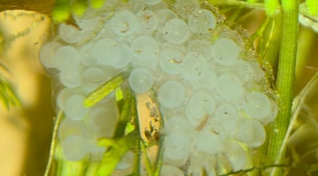 Oeuf d'asolene spixi