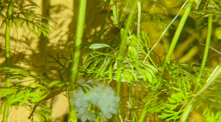 Oeuf d'asolene spixi