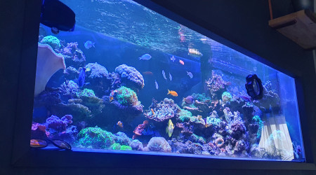 aquarium Aqua recifal
