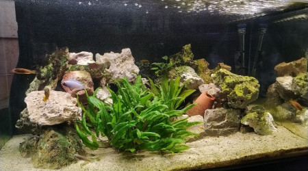 aquarium 300L bois