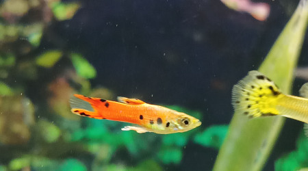 ça grandit vite et trop ....mais qu est ce que c est beau.