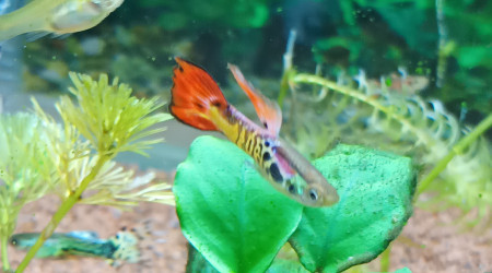 d ailleurs a tous les aquariophilies.