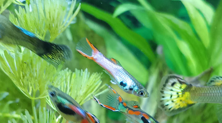 mélange de la part de la nature ! Merci