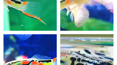 queue de la première photo