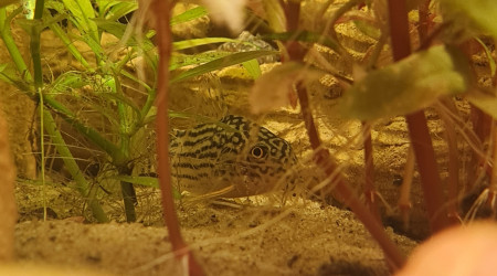 C'est bon je suis caché