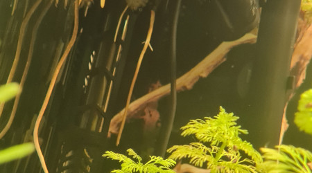 Racine de pothos et de monstera