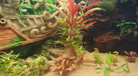 Ça pousse ça pousse