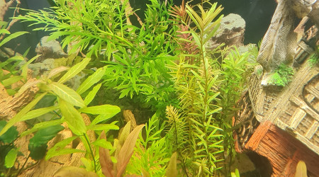 Ça pousse ça pousse