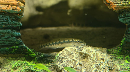 Gyrinocheilus aymonieri