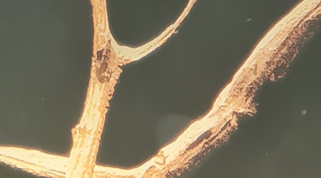 gyrinocheilus aymonieri  albinos