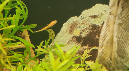 gyrinocheilus aymonieri  albinos