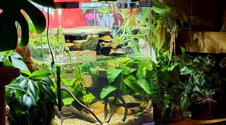 Ajout de plantes périphériques