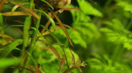 Encore une grappe d'asolene spixi