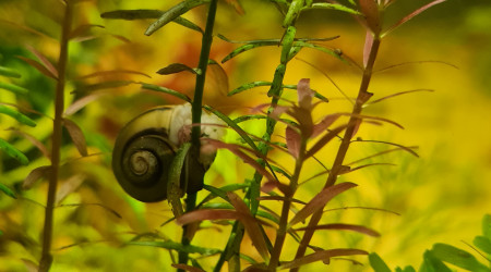 Encore une grappe d'asolene spixi