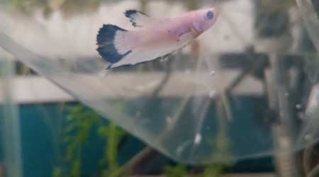 Arrivée de ❄️ Flocon ❄️