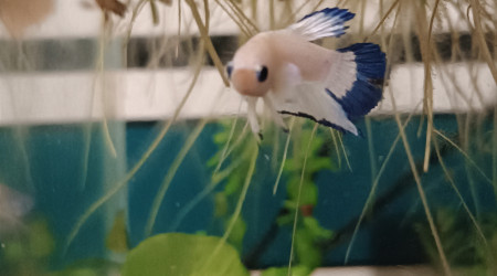 Arrivée de ❄️ Flocon ❄️